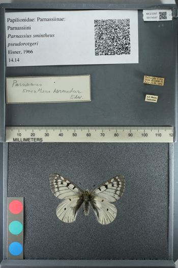 Media type: image;   Entomology 174547